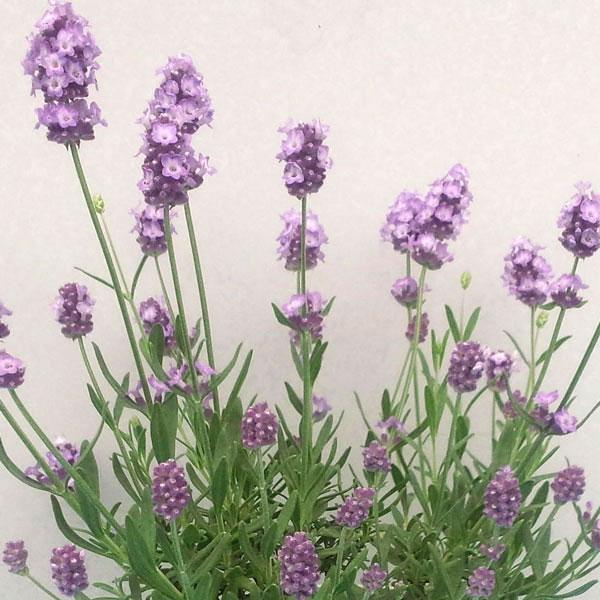 全商品オープニング価格特別価格 ハーブの苗 21年9月中下旬予約 耐暑性ラベンダー 長崎ラベンダーしずか3号ポット 24株セット 送料無料 半額品 Www Maxipiso Com Ar