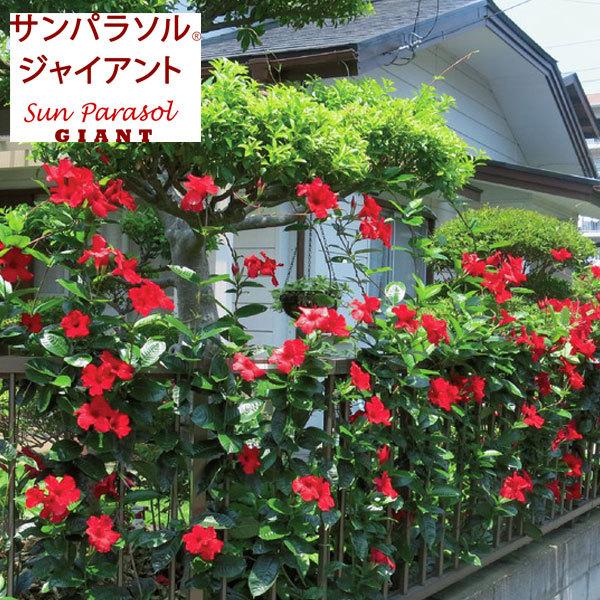 最新の激安 草花の苗 22年4月下旬予約 マンデビラ サンパラソルジャイアント エンペラーズクリムゾン3 5号ポット 株セット R 送料無料 国産 Www Sei Ba Gov Br