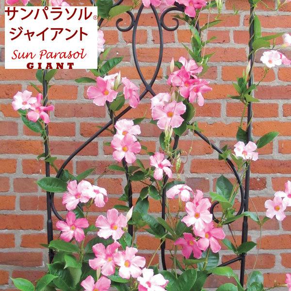 50 Off 草花の苗 22年4月下旬予約 マンデビラ サンパラソルジャイアントピンク3 5号ポット 株セット R 送料無料 日本全国送料無料 Turningheadskennel Com