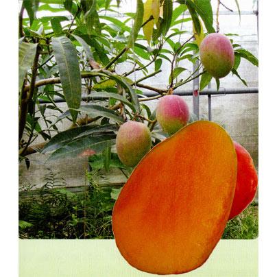 新発 果樹の苗 21年5月中下旬予約 マンゴー アーウィン接木苗4 5号ポット 新作モデル Nooitmeergrasmaaien Be