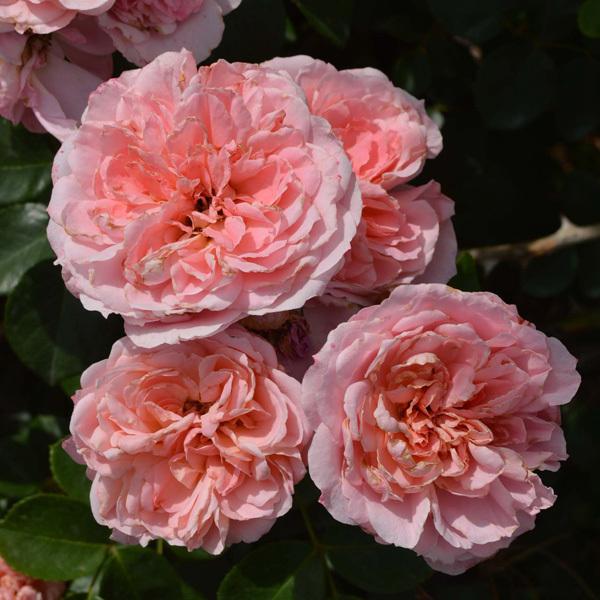 バラの苗 バラ行燈予約 つるバラ 桜衣 さくらごろも 8号大型アンドン仕立て 送料無料 園芸ネット 予約専用サイト 通販 Yahoo ショッピング