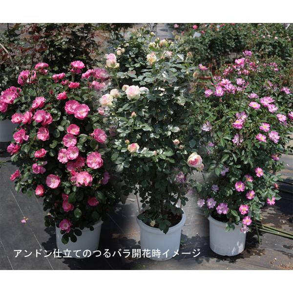 バラの苗 送料無料 バラ行燈予約 モッコウバラ 白花八重8号大型アンドン仕立て 園芸ネット 予約専用サイト 通販 Yahoo ショッピング
