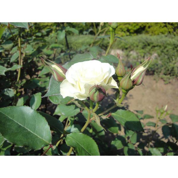 バラの苗 バラの新苗予約 第一弾 四季咲中輪バラ 緑光 りょっこう 新苗 園芸ネット 予約専用サイト 通販 Yahoo ショッピング