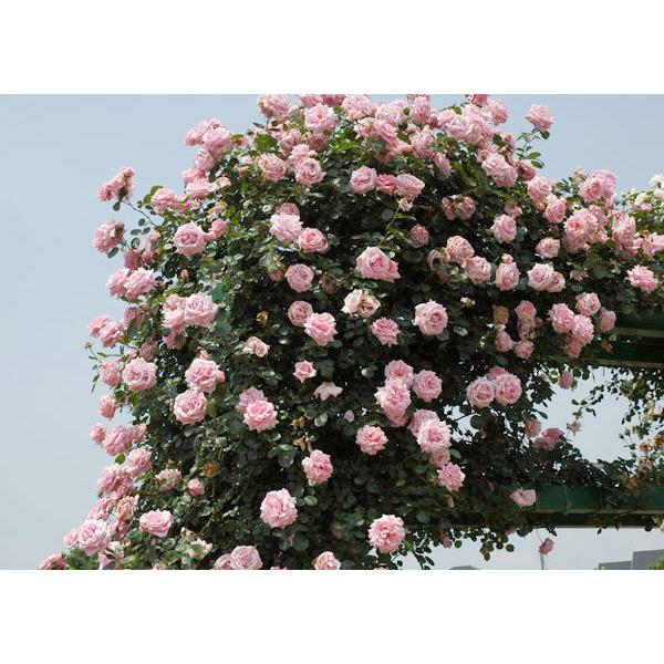 バラの苗 バラの新苗予約 第一弾 つるバラ 羽衣 はごろも 新苗 園芸ネット 予約専用サイト 通販 Yahoo ショッピング