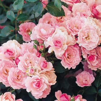 バラの苗 バラの新苗予約 第二弾 シュラブローズ ボニカ 新苗 園芸ネット 予約専用サイト 通販 Yahoo ショッピング