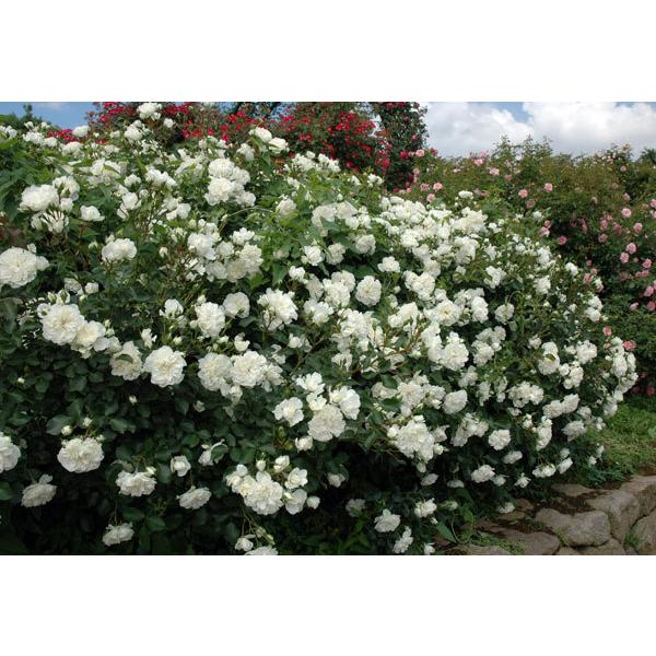 バラの苗 バラの新苗予約 第二弾 シュラブローズ ホワイトメイディランド新苗 園芸ネット 予約専用サイト 通販 Yahoo ショッピング