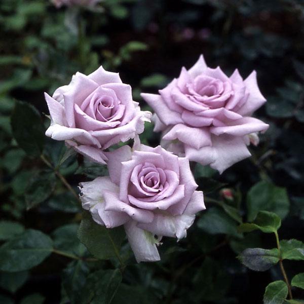 バラの苗 22年4月下旬予約 ミニばら 薔薇の海 ばらのうみ 新苗 送料無料 花 Unistu Dev Athosdigital Com Br