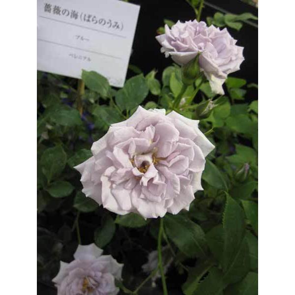 バラの苗 22年4月下旬予約 ミニばら 薔薇の海 ばらのうみ 新苗 送料無料 花 Unistu Dev Athosdigital Com Br