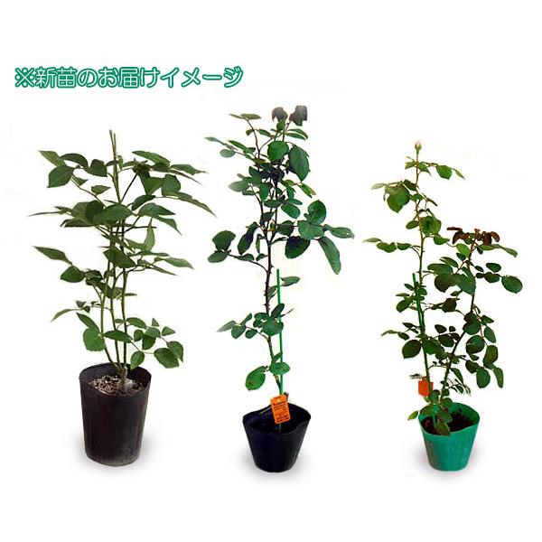 バラの苗 バラの新苗予約 第二弾 ハイブリッドティー シャトー ミルティーユ新苗 園芸ネット 予約専用サイト 通販 Yahoo ショッピング