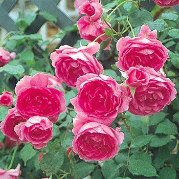 バラの苗 バラの新苗予約 第二弾 つるバラ パレード新苗 園芸ネット 予約専用サイト 通販 Yahoo ショッピング