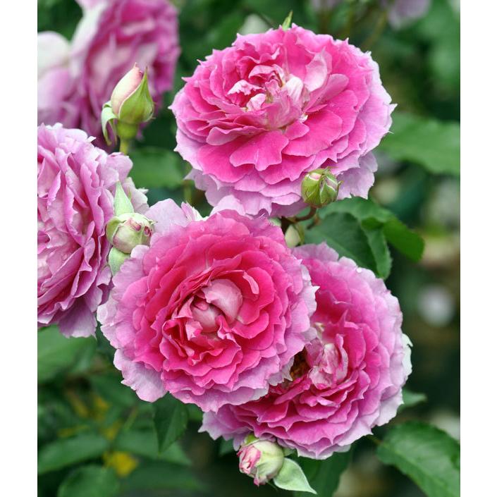 バラの苗 バラの新苗予約 第二弾 ロサ オリエンティス シェエラザード新苗4号鉢植え 園芸ネット 予約専用サイト 通販 Yahoo ショッピング