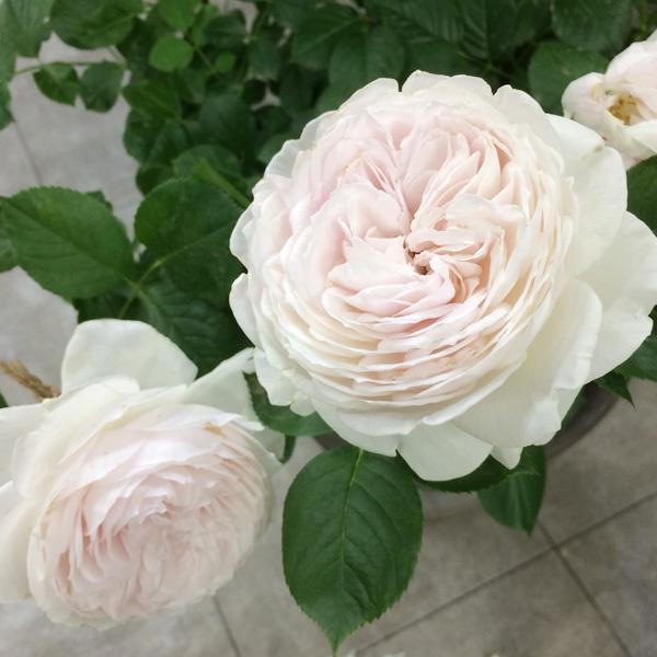 バラの苗 バラの新苗予約 第二弾 つるバラ クリスティアーナ新苗 園芸ネット 予約専用サイト 通販 Yahoo ショッピング