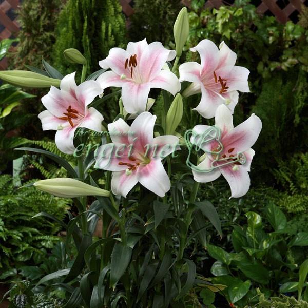 球根 21年9月中下旬予約 鉄砲百合巨大輪咲き トライアンファーター2