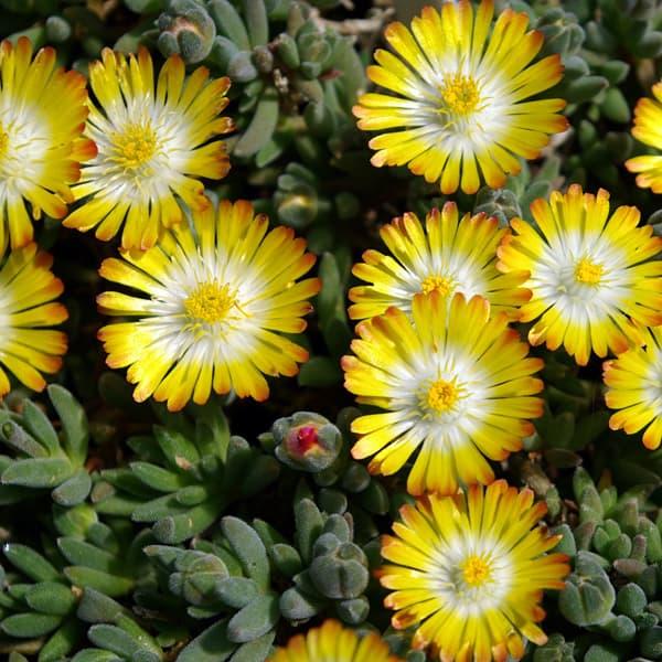 国産 草花の苗 22年3月中下旬予約 耐寒マツバギク 砂漠の宝石ペリドット3号ポット 24株セット 送料無料 代引不可 Cervezasnazari Com