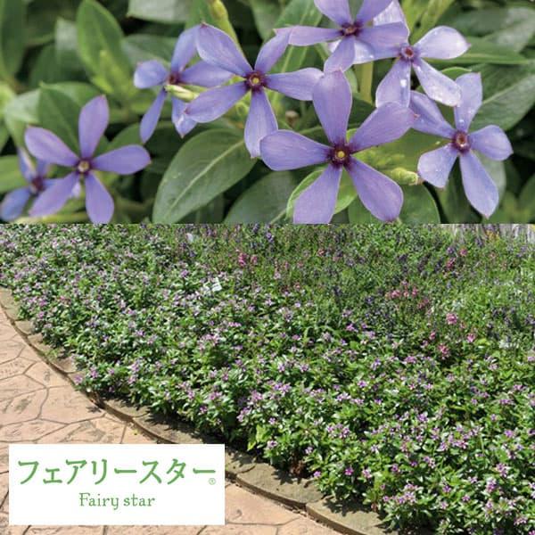 新しいコレクション 草花の苗 22年5月中下旬予約 ニチニチソウ フェアリースターブルー3号ポット 24株セット R 送料無料 楽天市場 Turningheadskennel Com