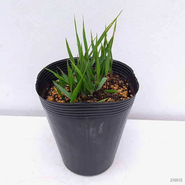 草花の苗 22年5月中下旬予約 フウチソウ 青風知草4 5号ポット 園芸ネット 予約専用サイト 通販 Yahoo ショッピング