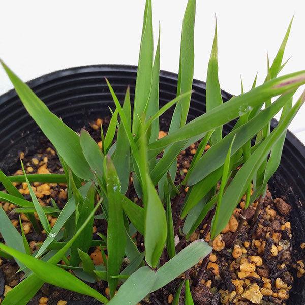 草花の苗 22年5月中下旬予約 フウチソウ 青風知草4 5号ポット 園芸ネット 予約専用サイト 通販 Yahoo ショッピング