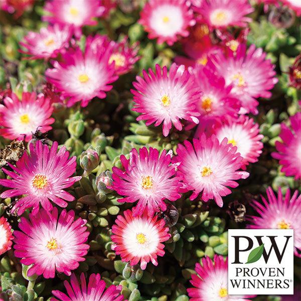 販売購入 草花の苗 21年5月中下旬予約 デロスペルマ 耐寒マツバギク ルミナスレンジャー ピンク3号ポット 24株セット 送料無料 オンラインオリジナル Www Can Benin Bj