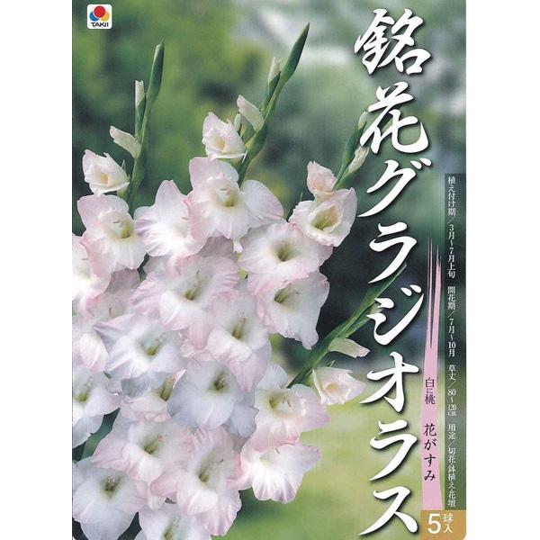 球根 22年3月中下旬予約 グラジオラス 花がすみ 5球入り Delofklank