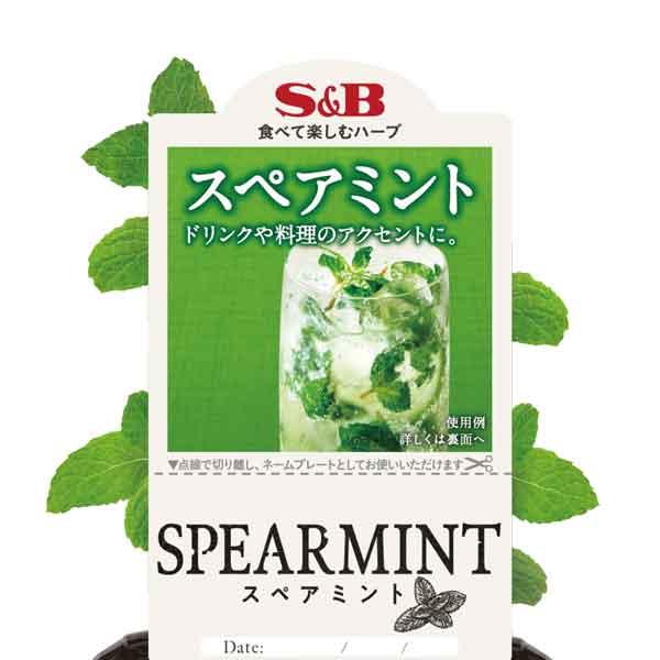 ハーブの苗 22年4月上旬予約 S Bスペアミント3号ポッ Blog Designsquish