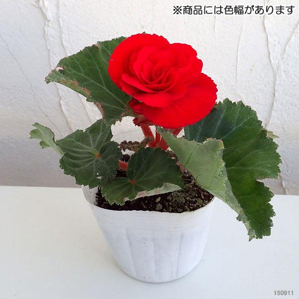 最大71 Offクーポン 草花の苗 22年8月下旬予約 フォーチュンベゴニア 3 5号ポット3色セット Whitesforracialequity Org