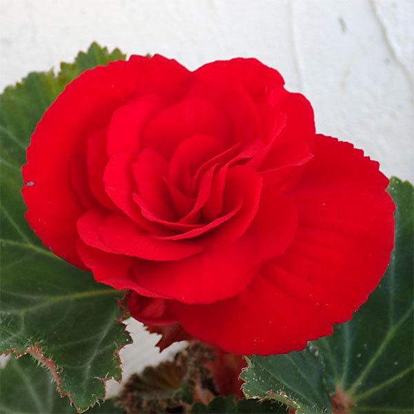 通販激安 草花の苗 22年8月下旬予約 フォーチュンベゴニア 3 5号ポット3色セット Whitesforracialequity Org