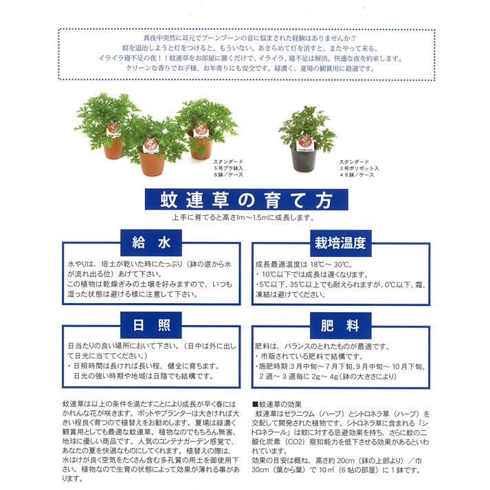 ハーブの苗 21年4月中下旬予約 蚊連草 蚊よけ植物かれんそう 3号ポット 221 園芸ネット 予約専用サイト 通販 Yahoo ショッピング