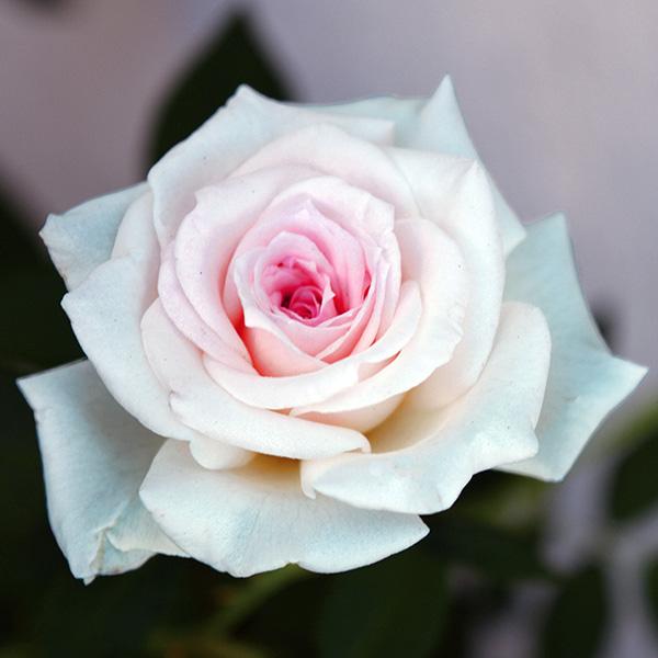 バラの苗 26年4月上旬予約 バラ トゥルーブルーム・グレース4号鉢植え