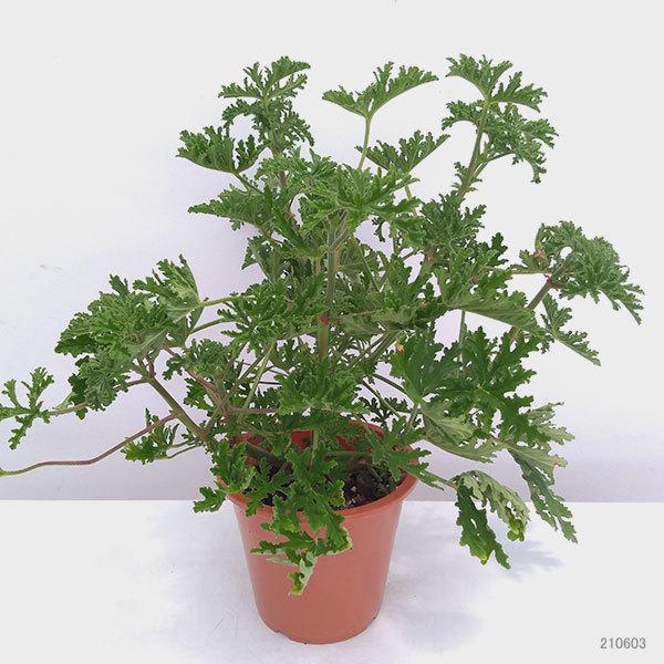 ハーブの苗 21年5月中下旬予約 蚊連草 蚊よけ植物かれんそう 5号鉢植え 2 園芸ネット 予約専用サイト 通販 Yahoo ショッピング