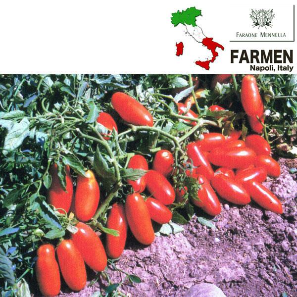 野菜の苗 22年4月下旬予約 料理用イタリアントマト サンマルツァーノ