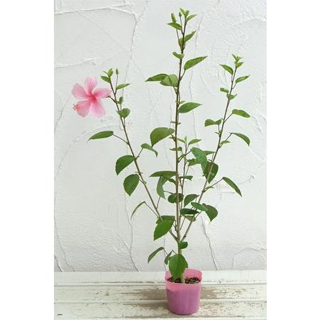草花の苗 21年5月中下旬予約 ハイビスカス ピンクバタフライ3号ポット 園芸ネット 予約専用サイト 通販 Yahoo ショッピング