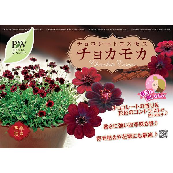 草花の苗 22年9月中下旬予約 チョコレートコスモス 新着セール