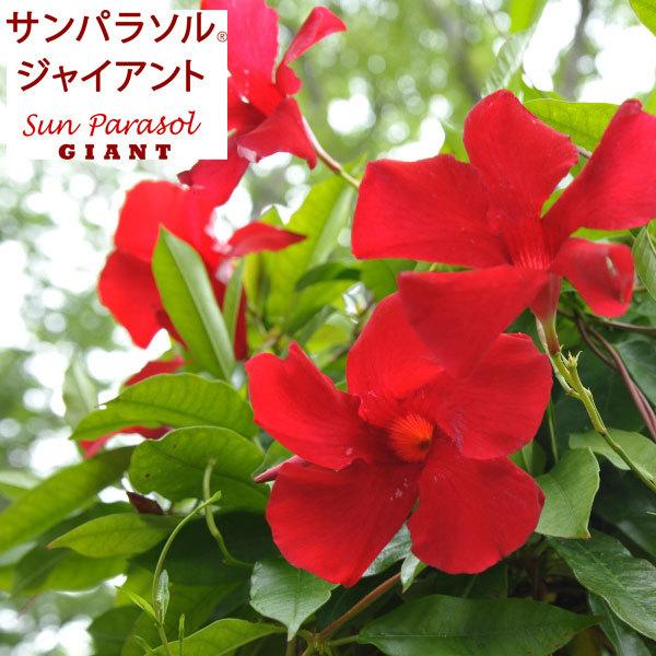 草花の苗 22年4月下旬予約 マンデビラ サンパラソルジャイアントクリムゾンキング3 5号ポット R 園芸ネット 予約専用サイト 通販 Yahoo ショッピング