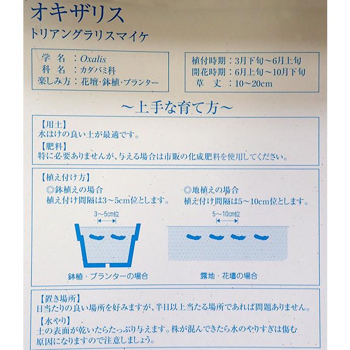 球根 22年4月上旬予約 オキザリス トリアングラリスマイケ 10球入り 860 園芸ネット 予約専用サイト 通販 Yahoo ショッピング