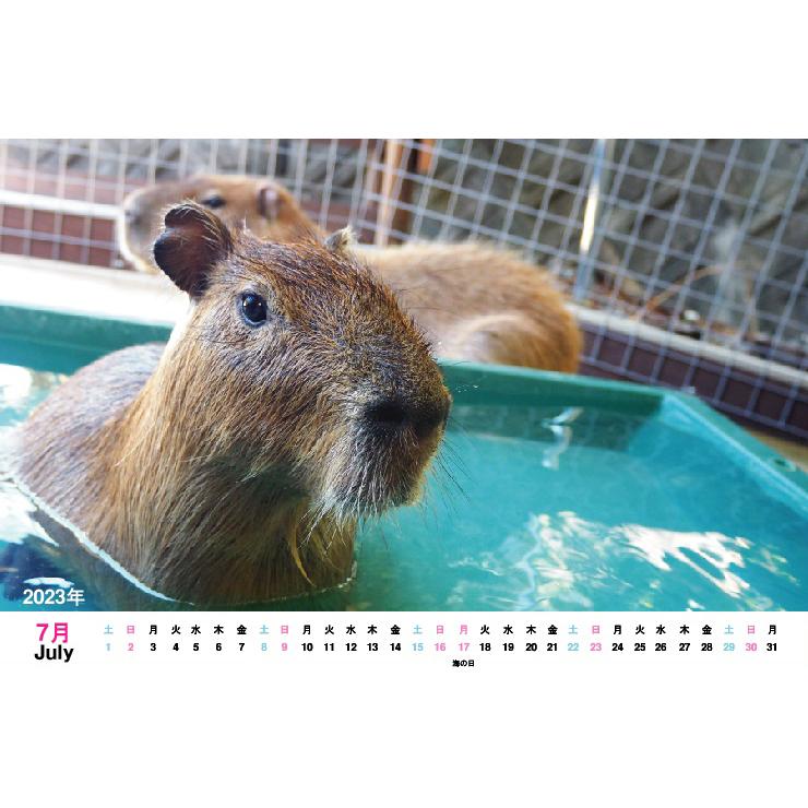 カレンダー 卓上 23 動物 卓上カレンダー B6サイズ かわいい 自然 コアラ 羊 ヒツジ 23年 動物カレンダー イングランドの丘 Calendar 01 イングランドの丘 Yahoo 店 通販 Yahoo ショッピング