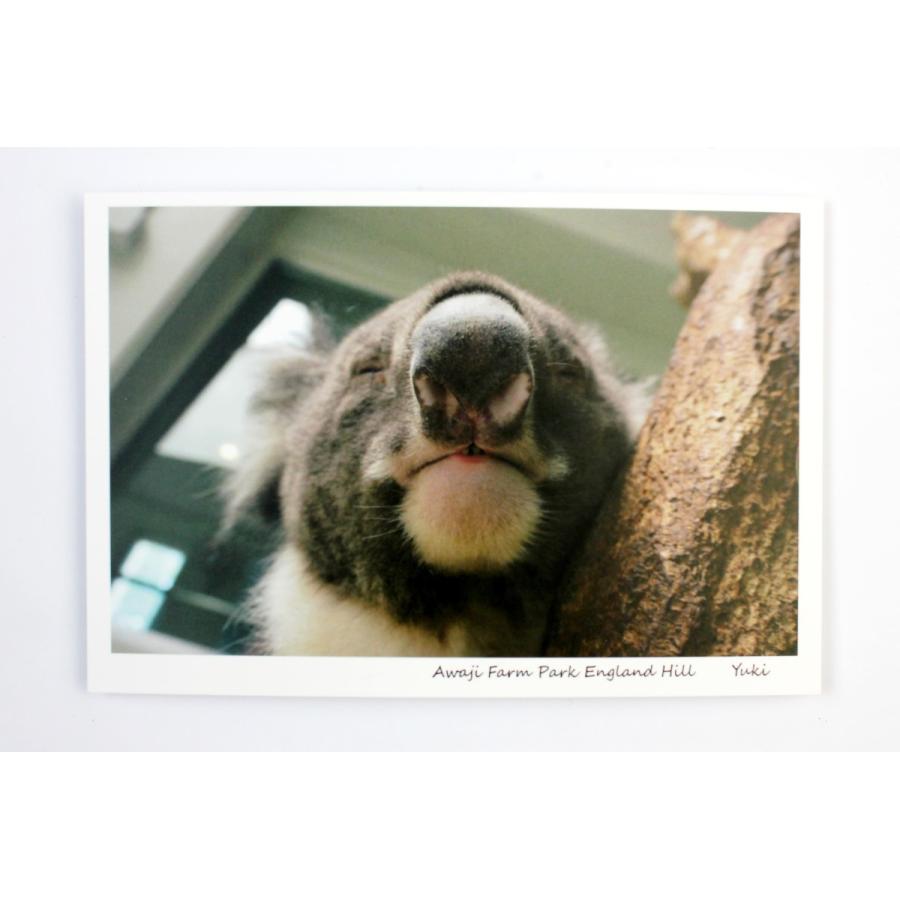 ポストカード 5枚セット ポストカード 5枚 羊 コアラ イングランドの丘 動物 動物写真 自然 かわいい おしゃれ みどり ゆうき ひまり ころ くるり Postcard 5set イングランドの丘 Yahoo 店 通販 Yahoo ショッピング