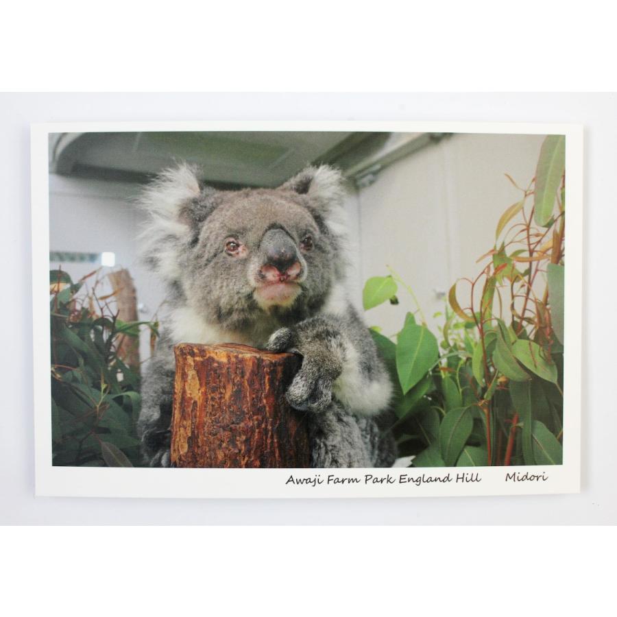 ポストカード コアラ みどり イングランドの丘 動物 動物写真 自然 かわいい