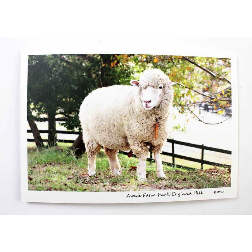 ポストカード ころ 1枚 ポストカード 羊 ころ ヒツジ ひつじ イングランドの丘 動物 動物写真 自然 かわいい Postcard05 イングランドの丘 Yahoo 店 通販 Yahoo ショッピング