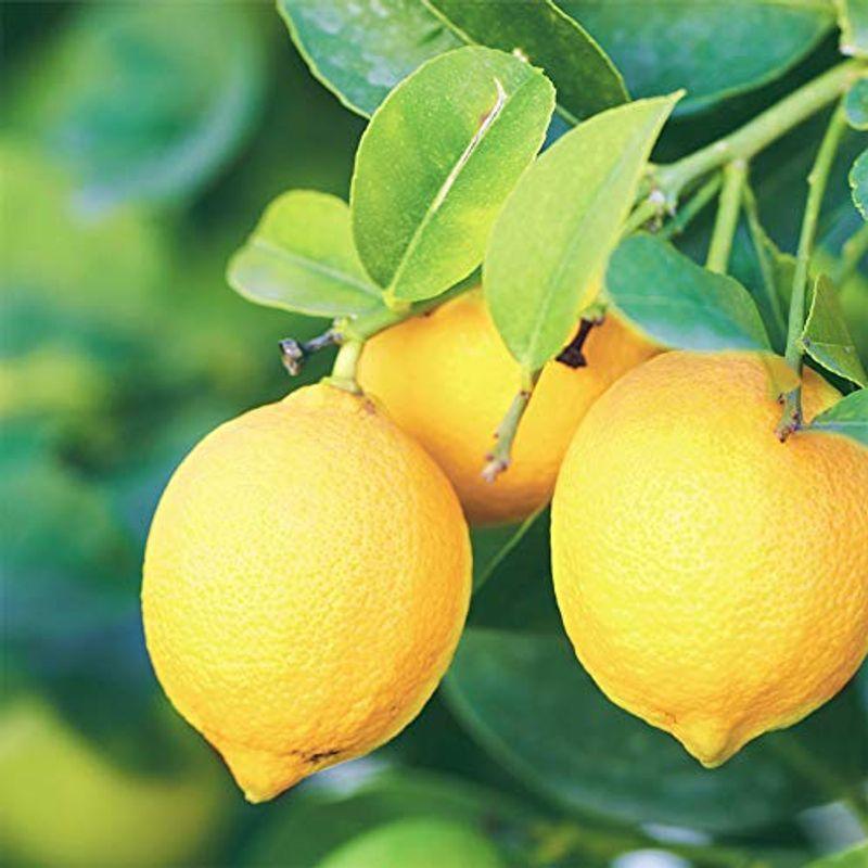限定価格セール！ レモンの苗木 品種：リスボンレモン品種で選べる果樹苗木 12?15cmポット 1年生 商品 1個 接木苗 ポット植えなのでほぼ年中 植付け可能