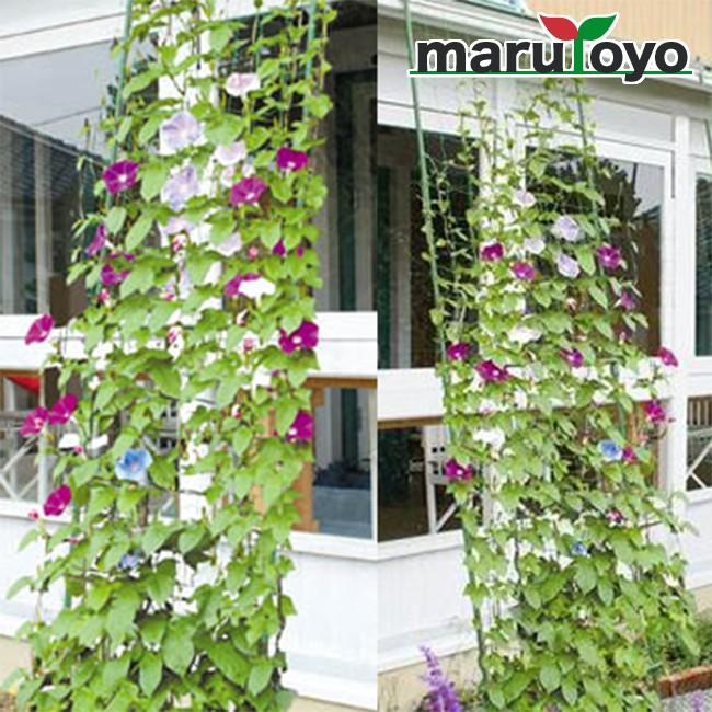緑のカーテン 3m伸縮ワイド800｜enjoy-marutoyo
