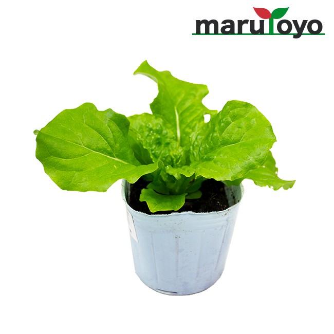 マルトヨの苗 チマサンチュ 青葉チマサンチュ 9cmポット苗 野菜 家庭菜園 初心者 春 秋 趣味 ベジタブル ガーデニング キッチン 菜園 7111 園joy Marutoyo 通販 Yahoo ショッピング