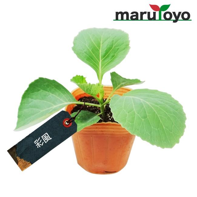 【マルトヨの苗】キャベツ 彩風 9cmポット苗【野菜 家庭菜園 初心者 秋 趣味 ベジタブル ガーデニング キッチン 菜園】｜enjoy-marutoyo