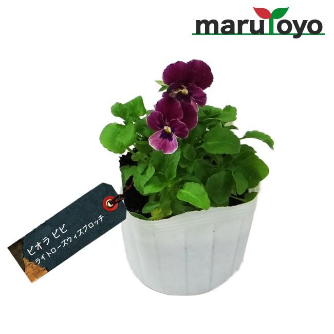 マルトヨの苗 ビオラ ビビ ライトローズウィズブロッチ 9cmポット苗 花 家庭菜園 初心者 趣味 ガーデニング キッチン 菜園 7312 Lrwb 園joy Marutoyo 通販 Yahoo ショッピング