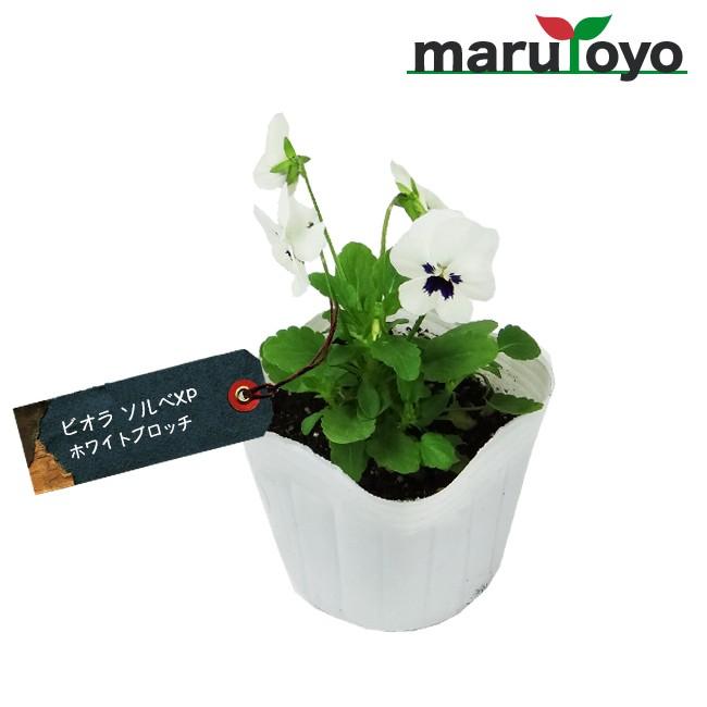マルトヨの苗 ビオラ ソルベxp ホワイトブロッチ 9cmポット苗 花 家庭菜園 初心者 趣味 ガーデニング キッチン 菜園 7312 Wb 園joy Marutoyo 通販 Yahoo ショッピング