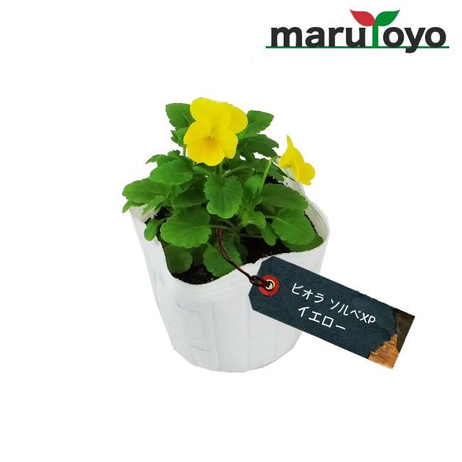 マルトヨの苗 ビオラ ソルベxp イエロー 9cmポット苗 花 家庭菜園 初心者 趣味 ガーデニング キッチン 菜園 7312 Y 園joy Marutoyo 通販 Yahoo ショッピング