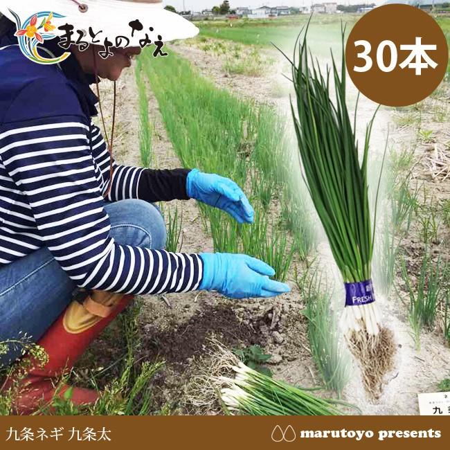 マルトヨの苗 ネギ苗 九条ネギ 九条太 30本 【ネギ】【葱】【苗】【な