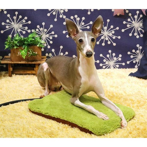 ドギーマン 遠赤外線 あったか2WAYテキオンヒーター（角型M） 秋冬