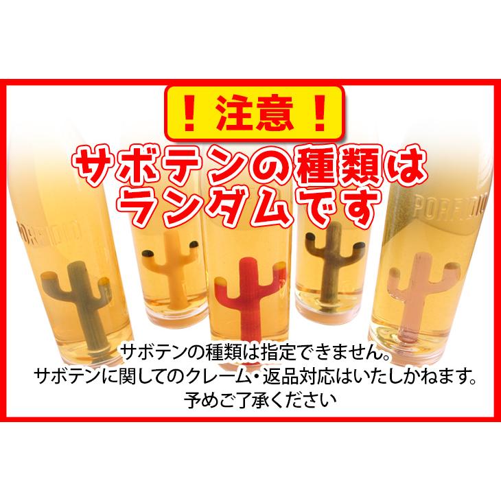 ポルフィディオ スアヴェ 750ml テキーラ 24.7度 正規品 箱なし ポルフィディオ スアヴェ 750ml テキーラ 24.7度 正規品 箱なし