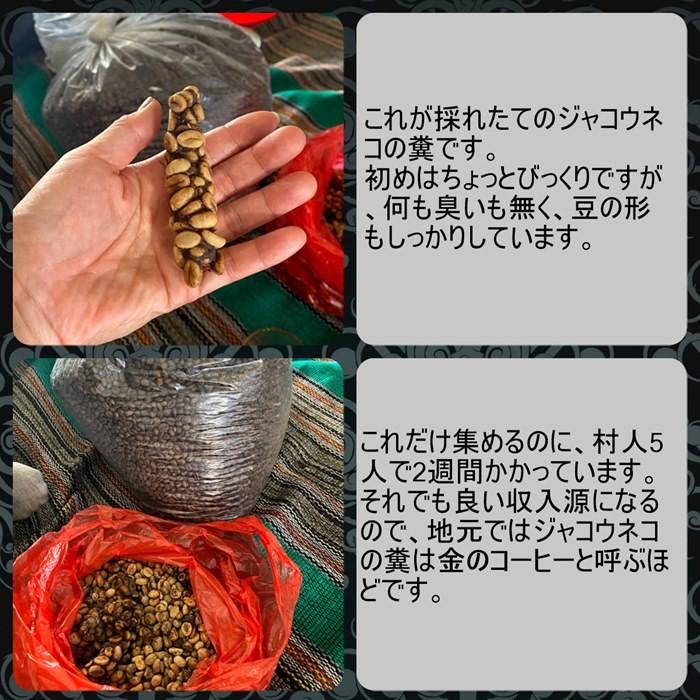 ジャコウネコ コーヒー豆 コピルアック 贈答 ギフト最適 100 ジャコウネコ コーヒー豆 コピルアック 贈答 ギフト最適 100