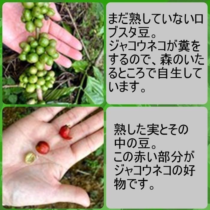 ギフト最適 コピルアック ジャコウネコ コーヒー 100%野生 50g